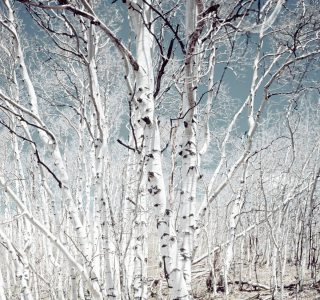 Image-from-rawpixel-id-433988-jpeg